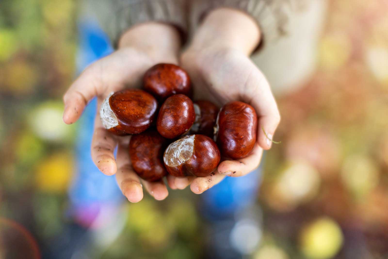 Kastanien werden abgegeben.